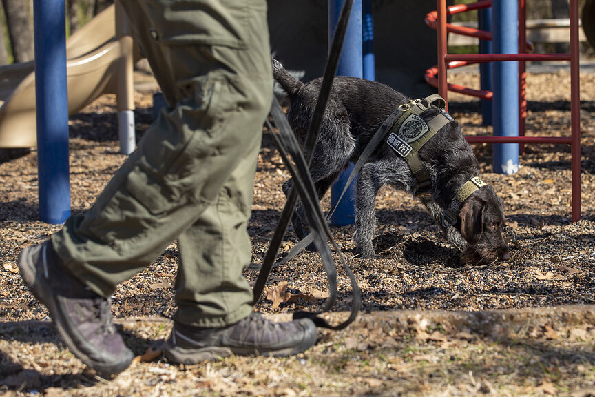 K9 training
